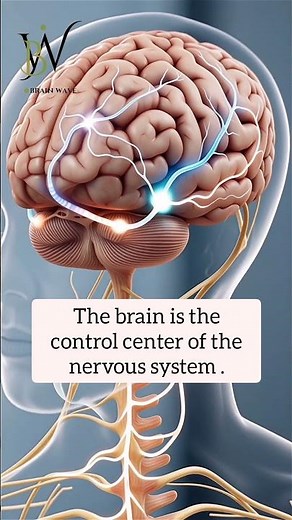 The Nervous System | How the Brain Controls your Body