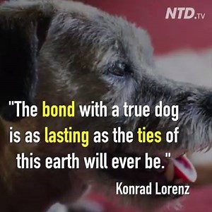 3.3K views · 112 reactions | A dog's love for its owner knows no bounds! | Pet Lovers Centre Singapore | Facebook