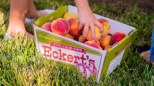 Pick-Your-Own Peaches at Eckert's Farm in Belleville