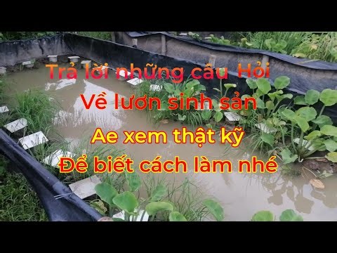 Trả lời những thắc mắc về lươn sinh sản #luonsinhsan #lươn