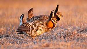 Smith: Wisconsin's prairie chicken population remains low but stable and faces a new threat
