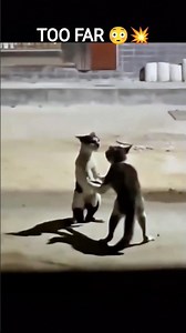 Cats Gone WILD 😱🐱 | Cat Fight Compilation 😂💥#shorts #catfighting #fightcompilation #toofar