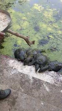 Feeding Rare Soft Shell Tortoises at Bharatpur Bird Sanctuary 🐢✨ | Peaceful Wildlife Moment