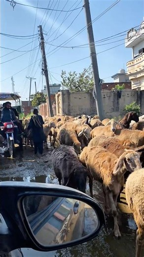 So many beautiful sheep arrived in our village.” 🐑✨