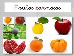 FRUTOS DE OTOÑO CARNOSOS