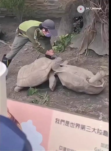 help me with the maths.…How much turtle ass do I need to kick to see 2072?