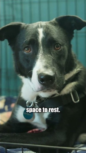 Place Your Dog's Crate Here
