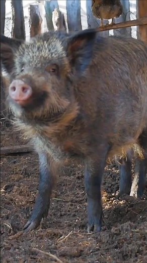 Wild Boar Sounds 🐗 (Deep Grunts and Snorts)