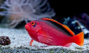 Flame Hawkfish Care Guide - Are They For You?