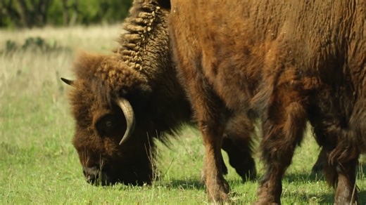 Bison come back after nearly being wiped out forever