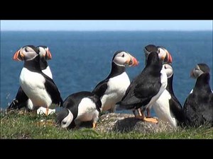 Puffins, Elliston, Bona vista, Newfoundland