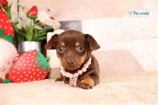 Dawn - Chiweenie Puppy E920A4