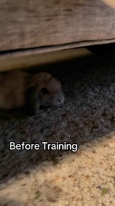 So many people think their bunny just has the “wrong personality”—but that’s not true. If your bunny runs away, won’t let you touch them, or seems distant, it’s not because they don’t want to bond with you. It’s because they’re afraid.Your bunny sees you as a predator, and no one has ever shown you how to train them to interact without fear. But that’s exactly what I do. My training method takes just 4 to 6 months, and the transformation is incredible.Meet Tippi—our most fearful first-generation