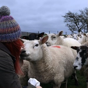 Ever wondered why lamb is so healthy? Meet Hannah. She’s one of the country’s coolest farmers 🥩 and she loves lamb. Be more like Hannah. Learn about what sheep farming means to Hannah 👩‍🌾🐑 http://bit.ly/2OLf4ki | Try Lamb