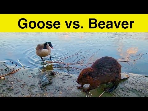Canada Goose vs. Beaver: Part 2