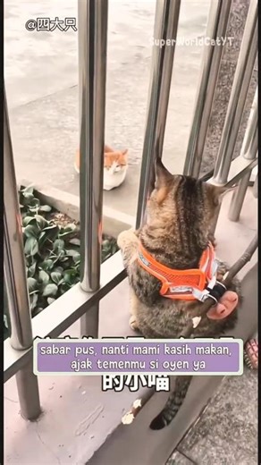 Cara si papi agar kucing tidak keluyuran. #cutecats #kucingimut