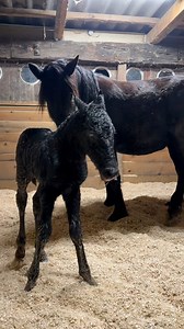 Un petit tour pour se réchauffer avant de chercher le bar à lait 🥹 Ps: Loreleï a pouliné dehors devant la caméra histoire que l’on ne loupe pas son poulinage 🥲 | Mérilver - Élevage chevaux de couleurs -