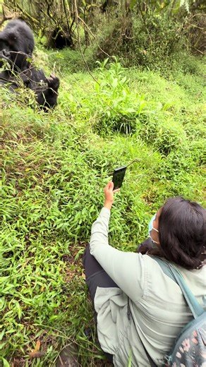 Discover Mountain Gorillas in Bwindi National Park