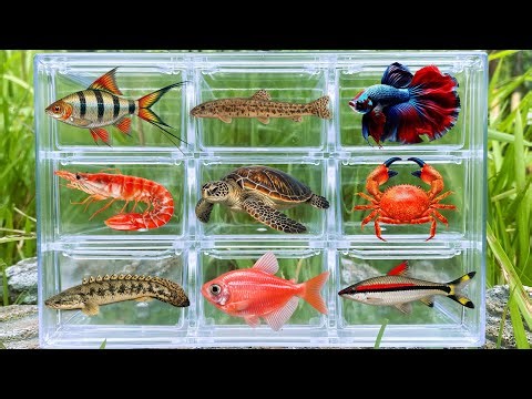 Fish: Shrimp, Crab, Turtle, Barb Fish, Bichir Fish, Glofish Tetra, Loach, Betta Fish, Roseline Shark