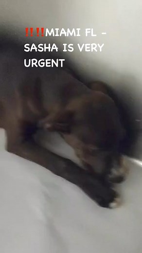 9.6K views · 176 reactions | MIAMI FL PAST DEADLINE ‼️‼️4/6 VERY...