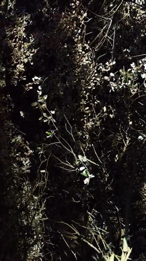 folen on Instagram: "music"