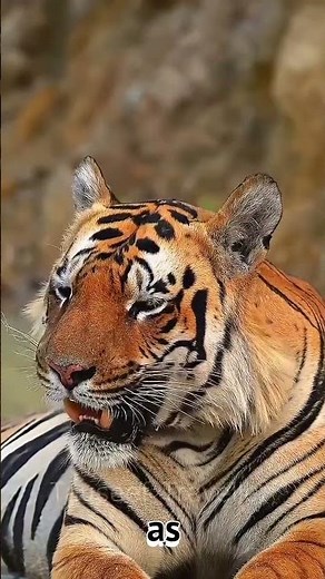 Siberian Tiger VS Bengal Tiger 🤔