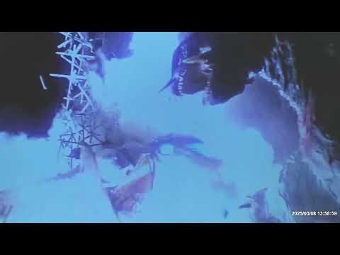 Gamera 3: The Revenge of Iris - Gamera kills Iris