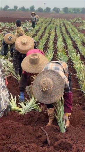 skill to plant pineapple seeds #shorts