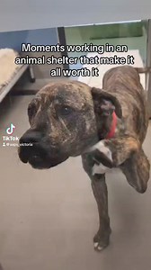 Animal rescue can be such an emotional environment, but its all worth it to make a difference for them ❤️#animalshelter #animalrescue #emotional #dogs #cats #animals #rescuedog #rescuecat #adoptdontshop #melbourne #sad #aaps #fyp #rescueanimals | Australian Animal Protection Society