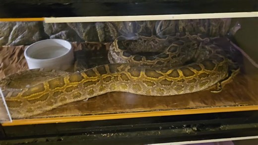 Exploring the Fascinating World of Burmese Pythons