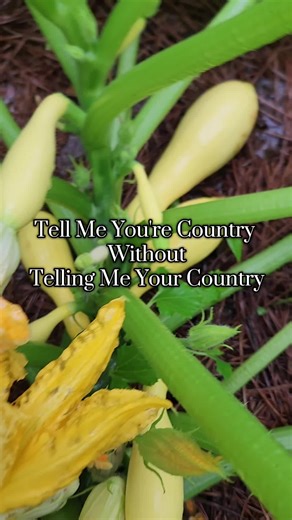 Fried Squash Recipe for Country Folk