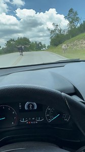 Things you only see in Texas… | Texas Experts