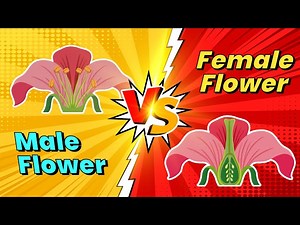 🌱 Plant Biology | Sexual Reproduction in Plants ♂︎ | Pollination Explained 🐝 | Science for Kids - Videos For Kids