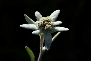 Edelweiss Flowers (Leontopodium Alpinum): How To Grow And Care | Flower Glossary