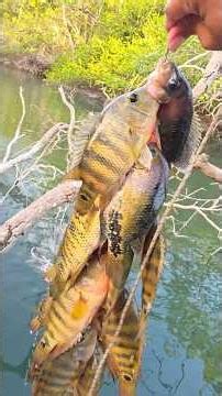 Fishing in a river full of fish and lots of life