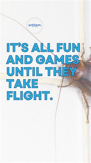 Anthem Pest Control | Atlanta on Instagram: "Most people aren’t brave enough to even look at a cockroach, let alone stand close enough to record one. But let’s be real: that “bravery” disappears the second they start playing air traffic control in your living room. Beyond the jump-scare, a cockroach infestation is a serious health risk. They carry bacteria, trigger allergies, and can spread rapidly if not treated correctly. Instead of testing your courage (or your cardio), it’s better to hire pr
