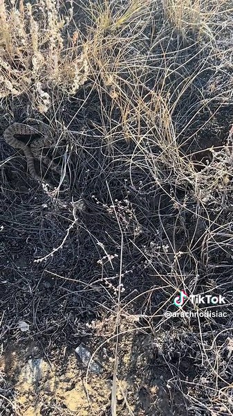 Canada doesnt just have besrs - we have rattlesnakes too! Check out these prairie rattlesnakes from southern Alberta at the mouth of their den. They are largely misunderstood animals that csn live beyond 20 years! #snakesonaplain #rattlesnake #adventure #conservation #morethanpoutine
