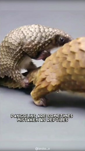 Pangolin Vibes: The Spiritual Meaning of Pangolins