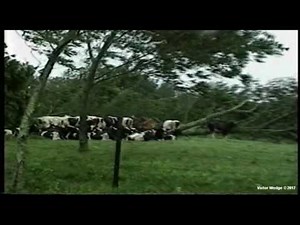 19970719 Hurricane Danny, Mobile Bay, Alabama - July 19, 1997