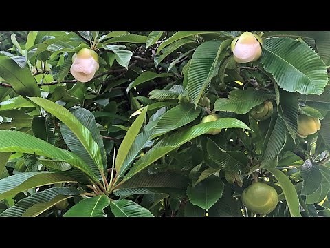 Amazing Elephant Apple and Its Splendid Flowers