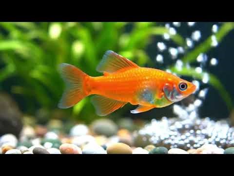 peaceful freshwater aquarium fish