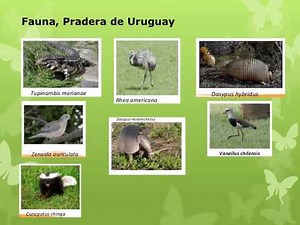 Las Praderas, Pradera Uruguaya