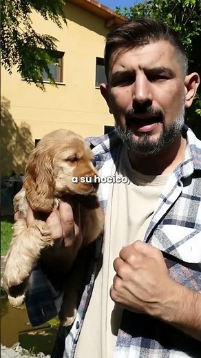 Así Es Vivir Con Un COCKER SPANIEL Inglés ¡Te Sorprenderás! # #pets #perros #cockerspaniel #mascotas