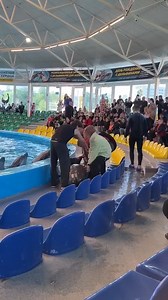 Delfín rescatado saltando de un tanque de agua | Christian Renaud