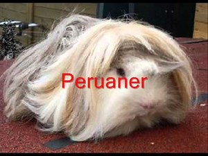 Meerschweinchenrassen