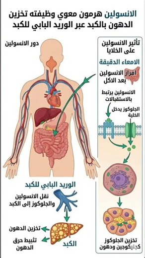 الية عمل الانسولين بالجسم #نظام_الطيبات #دكتور_ضياء_العوضي #التهاب