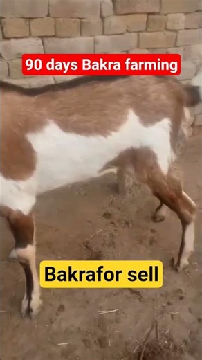 90 Days Goat farming #goatfarming #animals