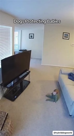 Dogs Protecting Baby 🥹🍼 #dog #fyp #tiktok #baby #protection | Protective Dogs