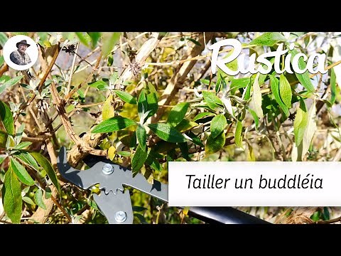 Pruning a buddleia