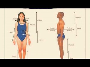 Introduction To Anatomy physiology - the Human Body PPT
